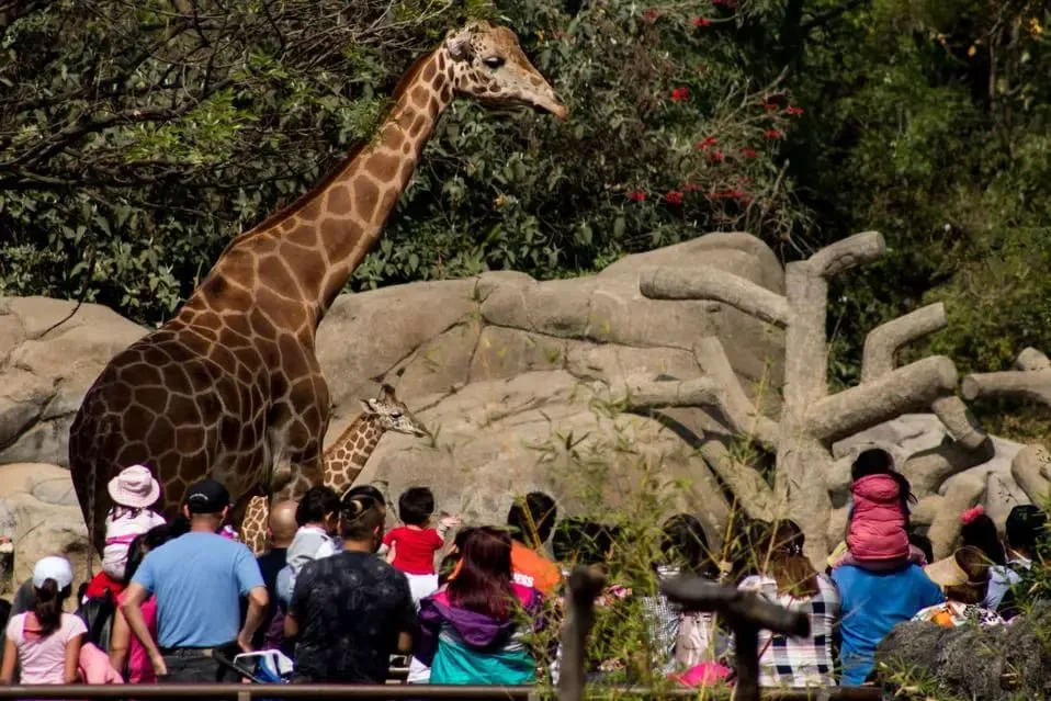 Family walkway and animal exhibits inside Chapultepec Zoo