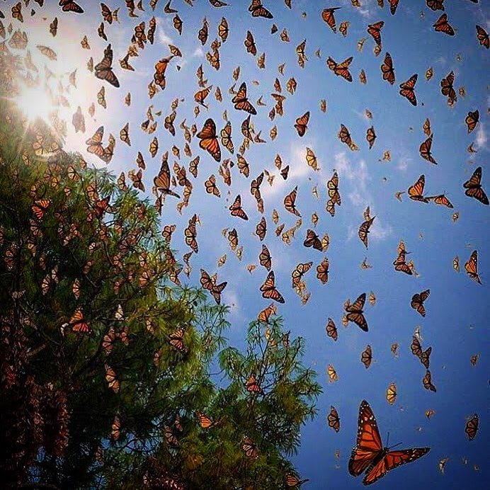 Angangueo Michoacan Monarch