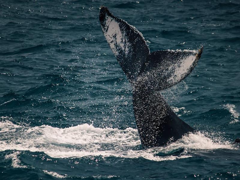 Rustic camp tents overlooking San Ignacio Lagoon in Baja California