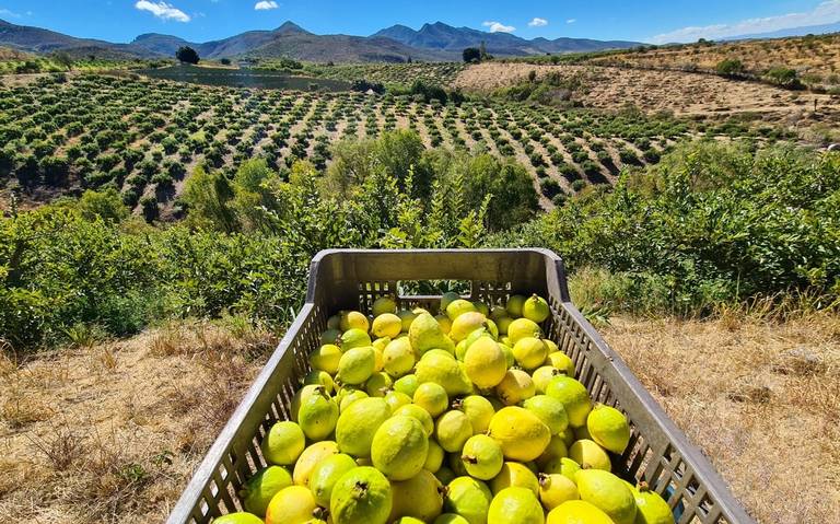 Best Guava Calvillo — Calvillo Aguascalientes