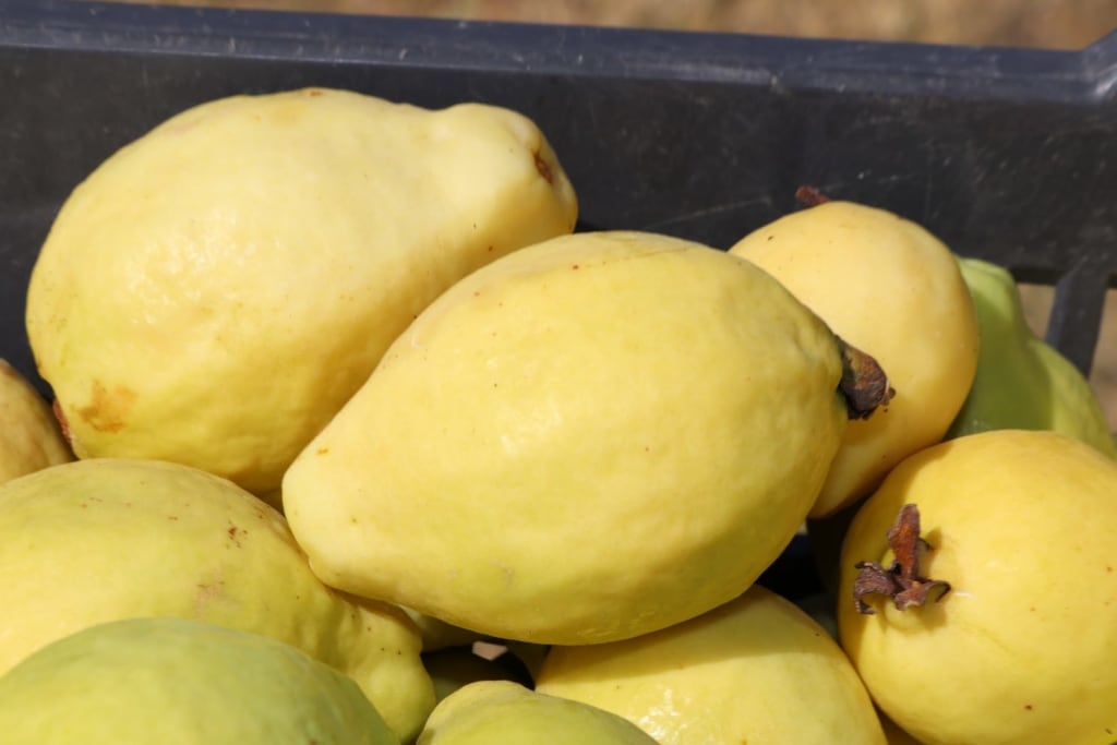 calvillo aguascalientes