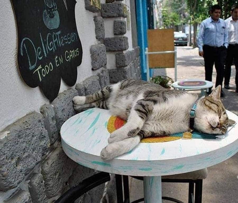 cat cafes mexico — Cat Cafes In Mexico