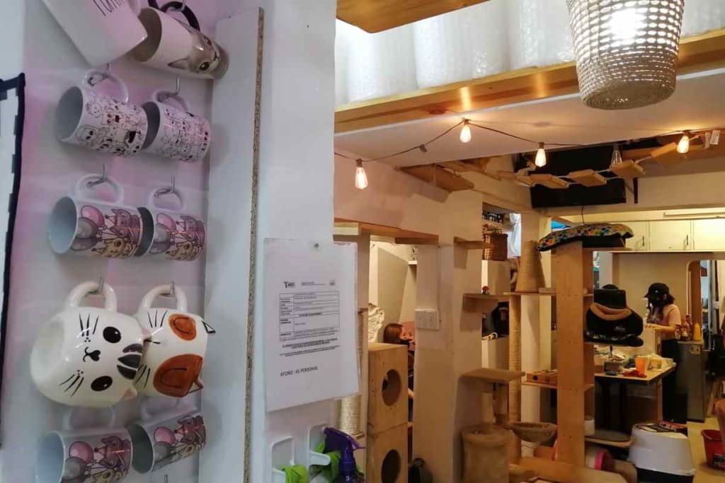 catfecito — Cat Cafes In Mexico
