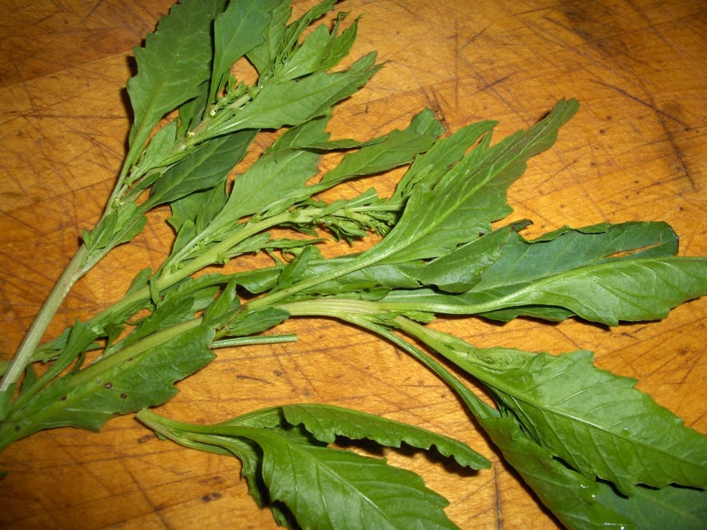 epazote — Chileatole