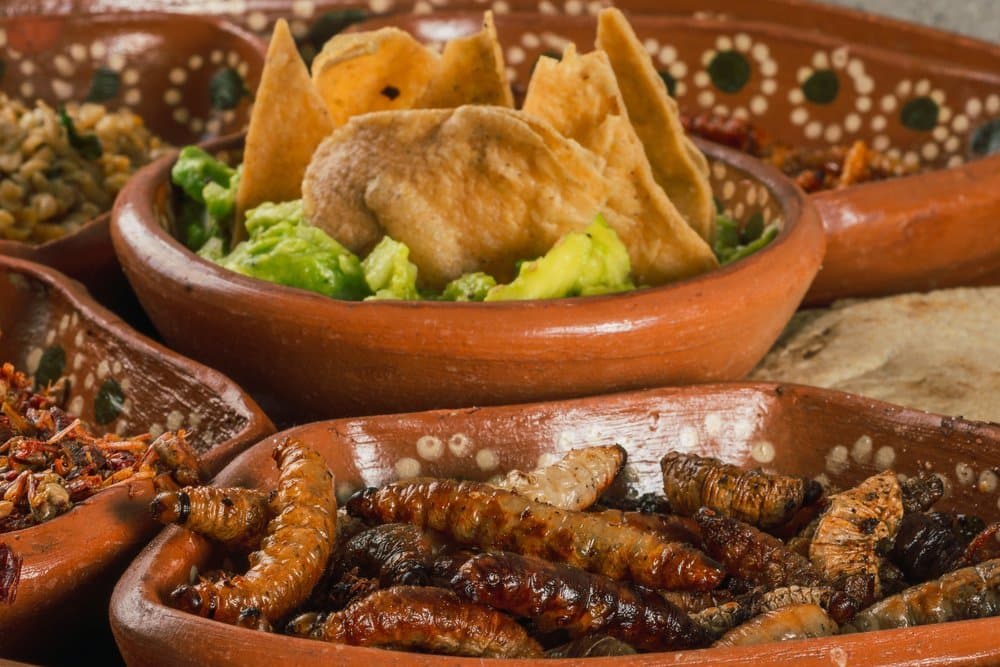 chinicuiles mezcal worms
