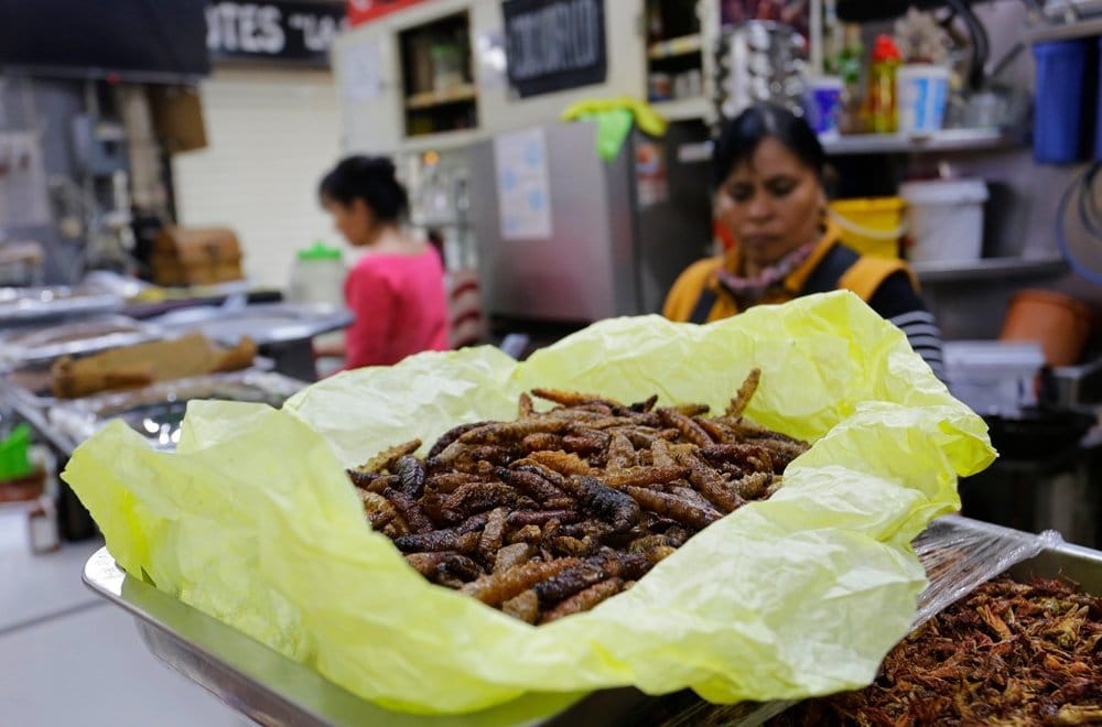 chinicuiles mezcal worms