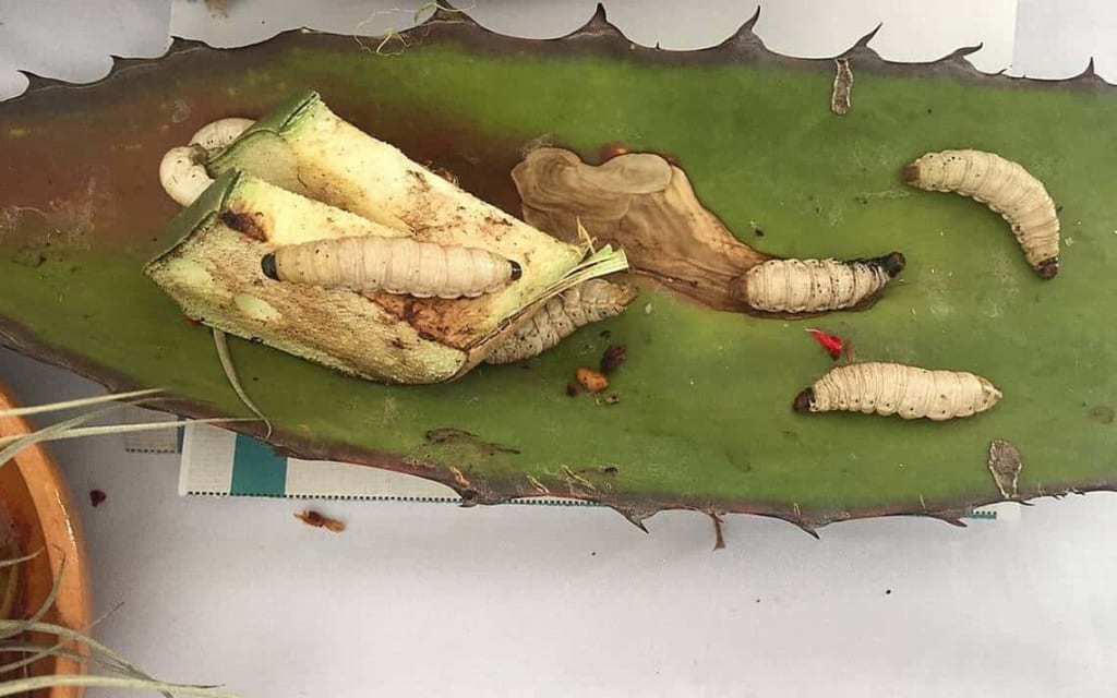 maguey worms — Chinicuiles And Mezcal Worm