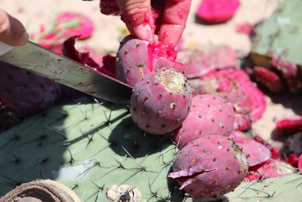 Colonche Drink Cactus Mexico