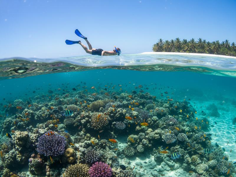 Snorkelers floating above a shallow coral reef in Cozumel clear Caribbean water with fish visible