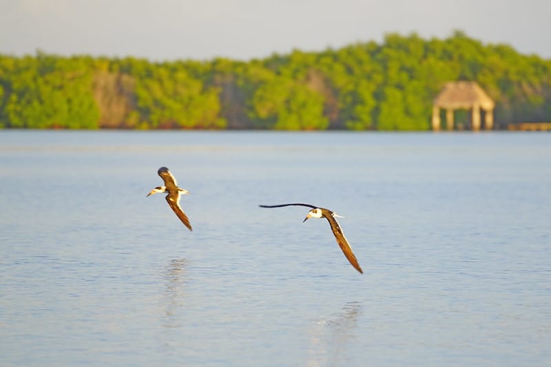 el cuyo yucatan — El Cuyo Yucatan Mexico