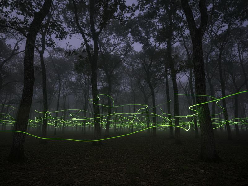 Soft green firefly lights in the Tlaxcala forest during peak summer season