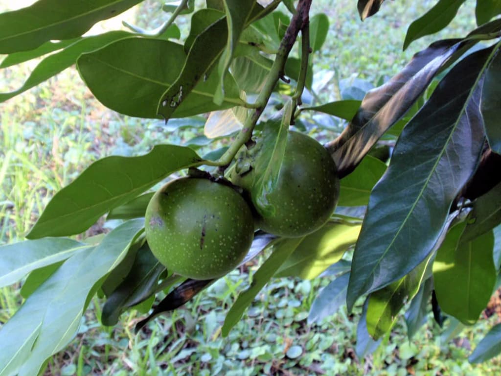 Fruits Of Mexico Zapote Negro