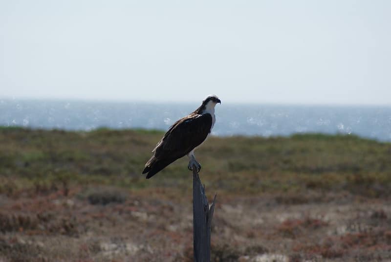 guerrero negro — Guerrero Negro Travel Guide