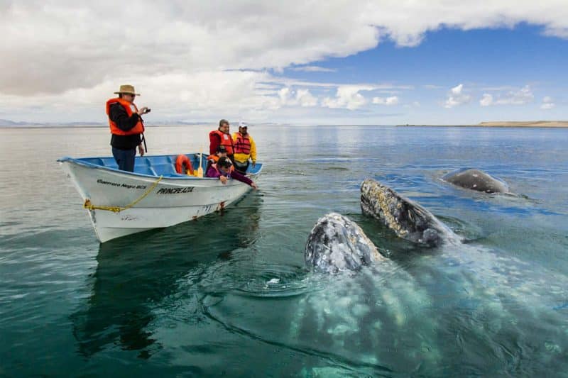 Whales Guerrero Negro Baja Mexico