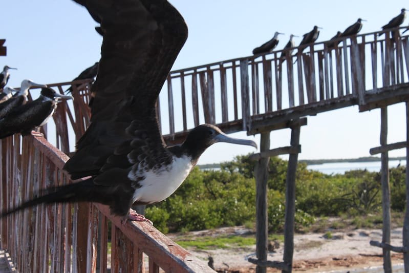 isla pajaros — Holbox Beaches