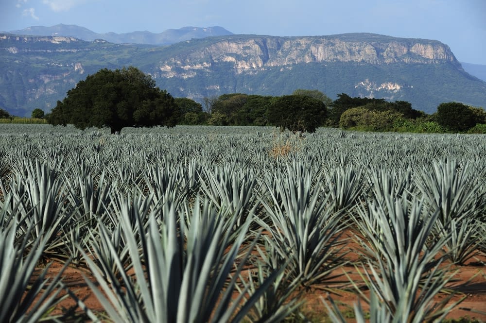 how do mexicans drink tequila