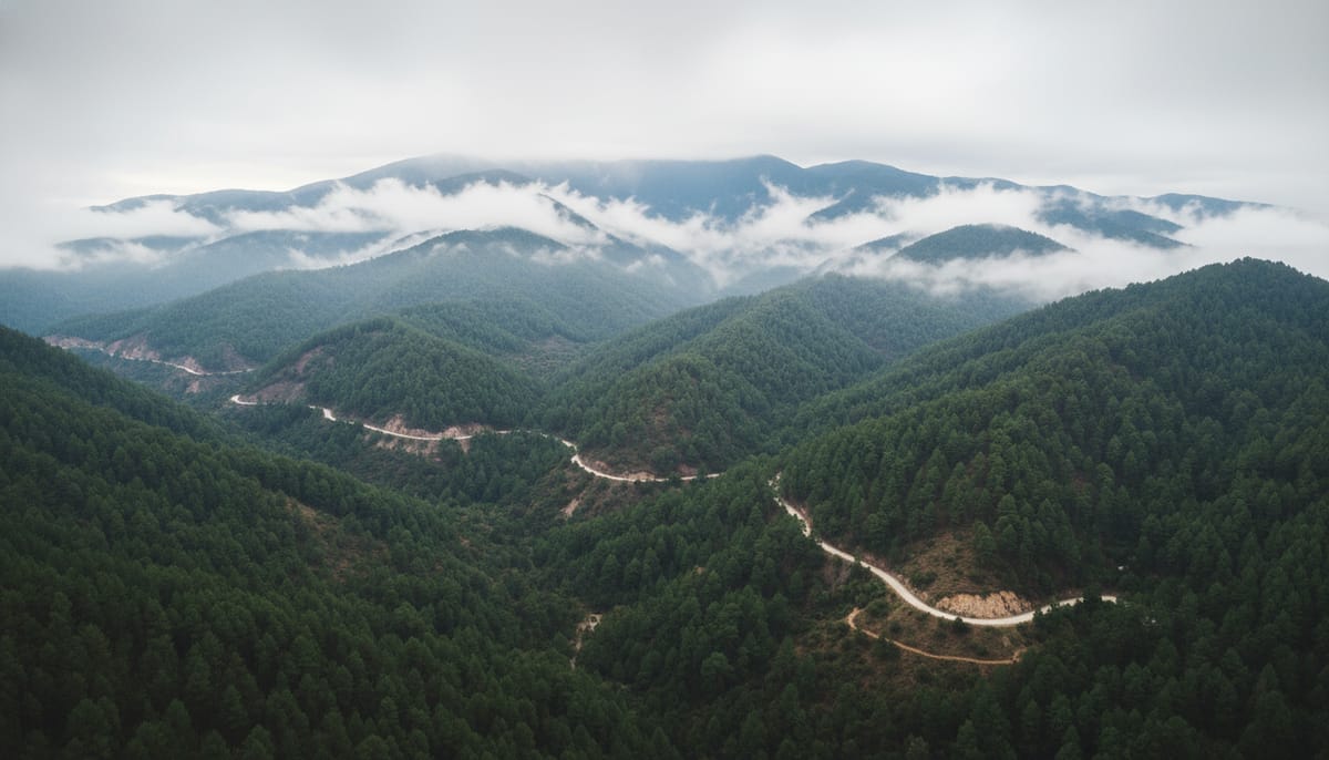 Misty pine forest landscape in Sierra Norte Oaxaca on the road to Pueblos Mancomunados