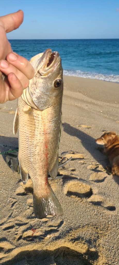 fishing in baja — How To Plan A Baja Fishing Trip