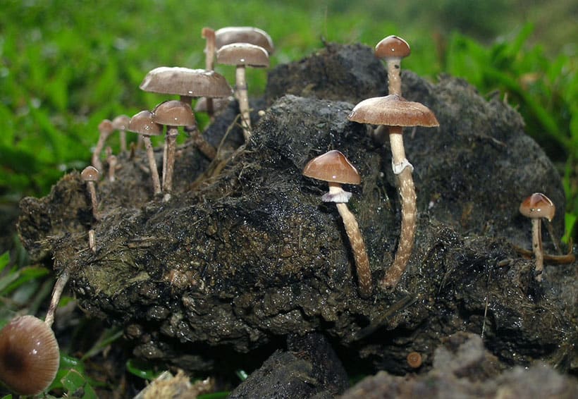Huautla De Jimenez Oaxaca Mushrooms