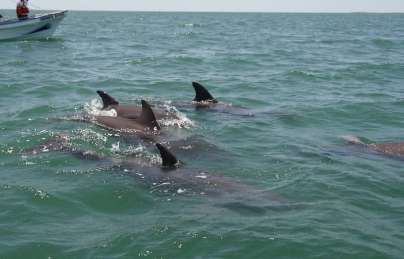 isla aguada campeche