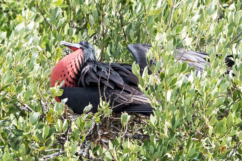birds — Isla Contoy Cancun Mexico