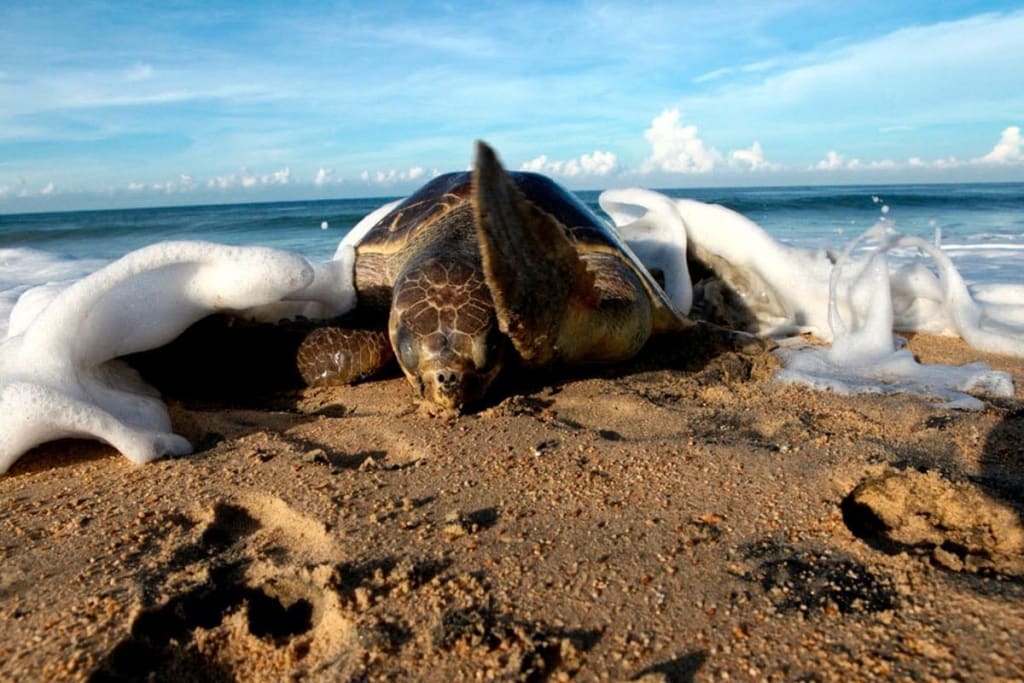 beach turtles — Maruata Beach Michoacan