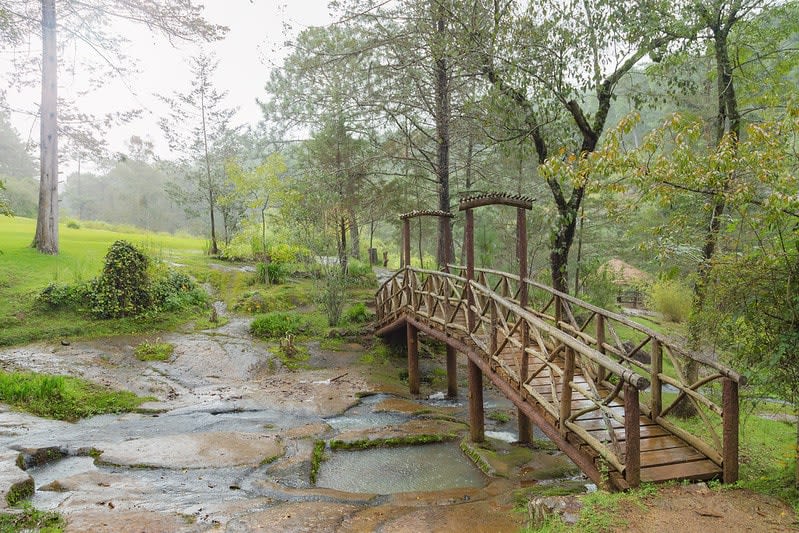Wooden footbridge over a shallow creek in a pine forest in Mazamitla
