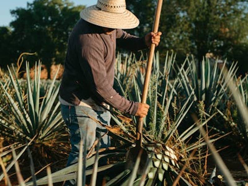 Blue agave plants growing in rows in the highlands of Jalisco, the source of tequila production
