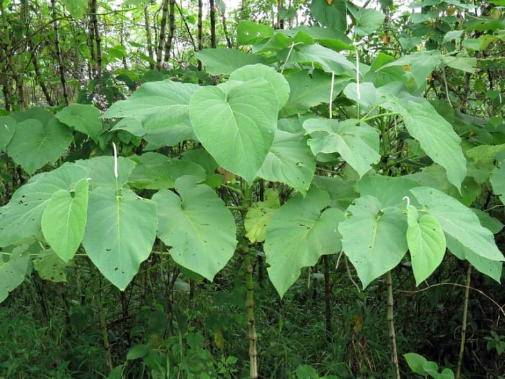 mexican spices — Mexican Spices And Herbs