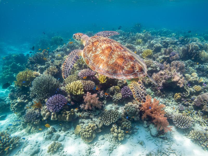 Baby sea turtle hatchlings being released at sunset on a Mexican beach during a conservation program