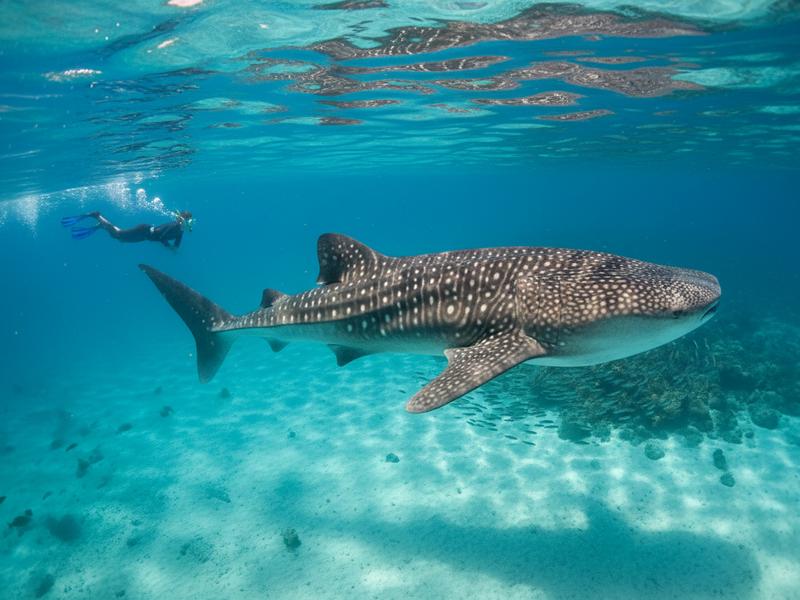 Snorkeler swimming alongside a massive whale shark in the turquoise waters off Holbox during peak summer season