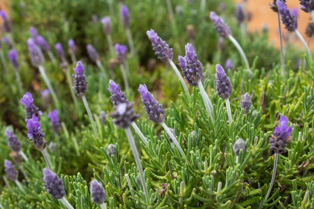 Mineral De Pozos — Mineral De Pozos Guanajuato