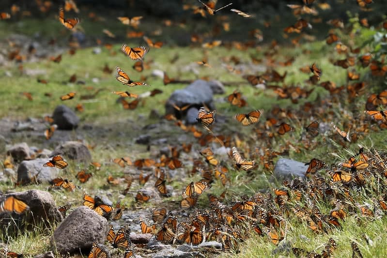 monarch butterflies mexico