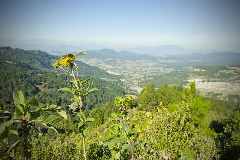 monarch butterflies mexico