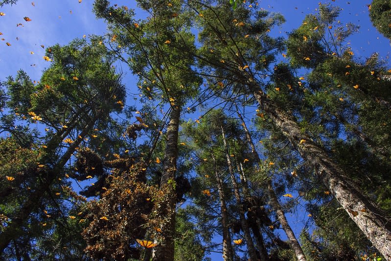 monarch butterflies mexico