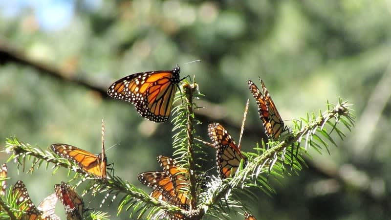 piedra herrada — Monarch Butterflies Mexico