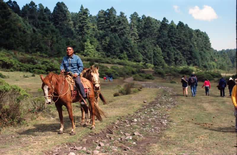 sierra chincua monarch butterflies in mexico
