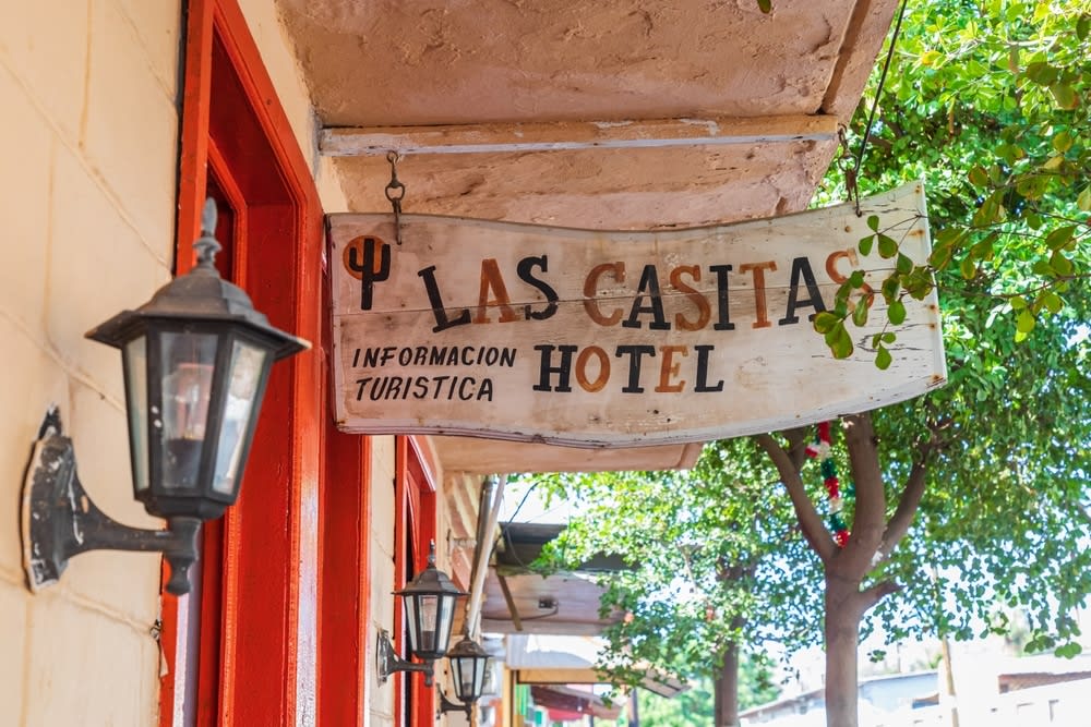 Date palm oasis in Mulege — the grove that defines the desert oasis character of Mulegé in Baja California Sur