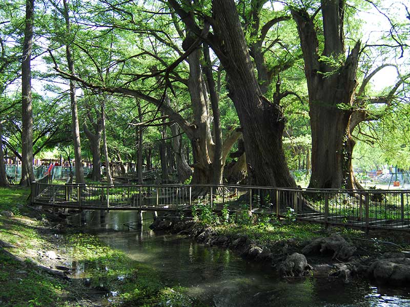 Sabinal Nuevo Leon Mexico