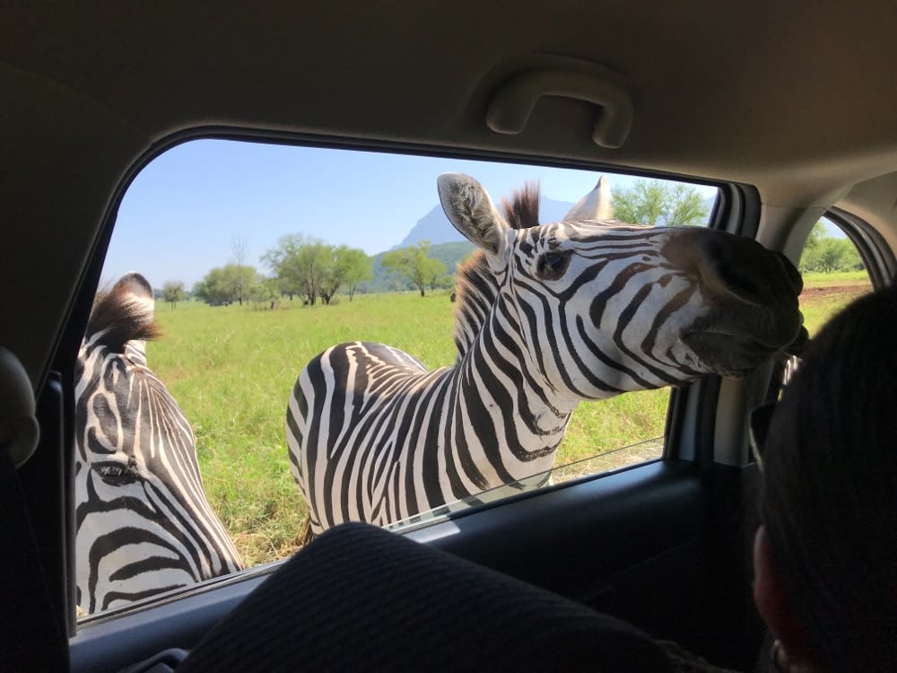 nuevo leon mexico — Nuevo León, northeastern Mexico