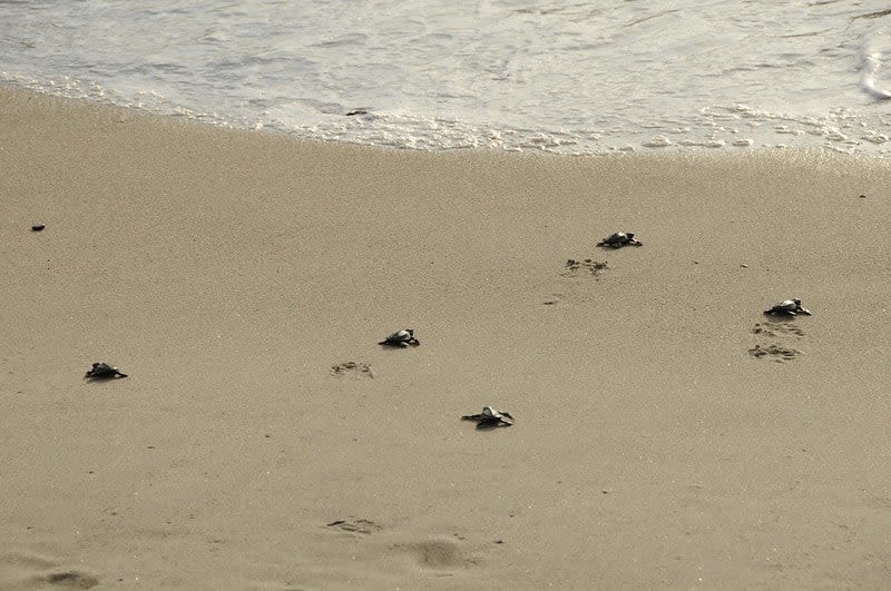 nuevo vallarta hotels