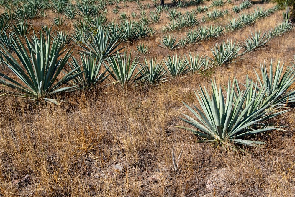 pechuga mezcal