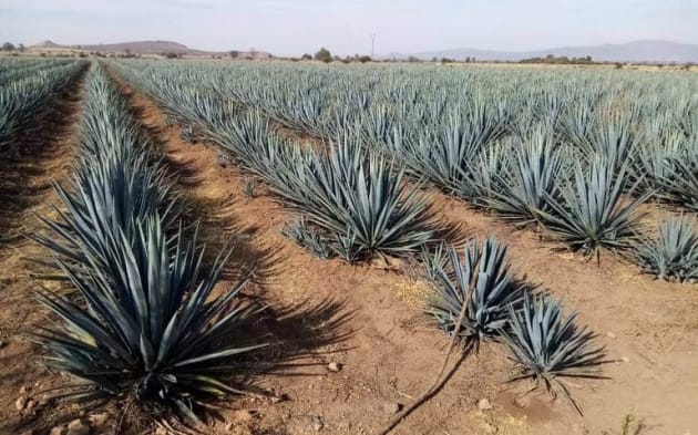 penjamo-guanajuato-and-tequila-corralejo