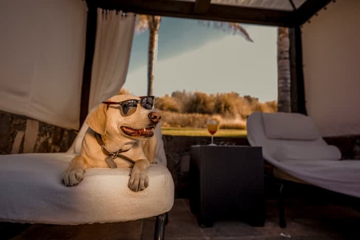 best pet friendly destinations mexico