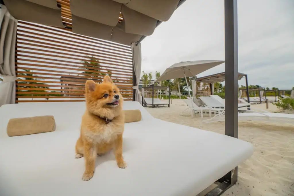 pet friendly destinations in mexico