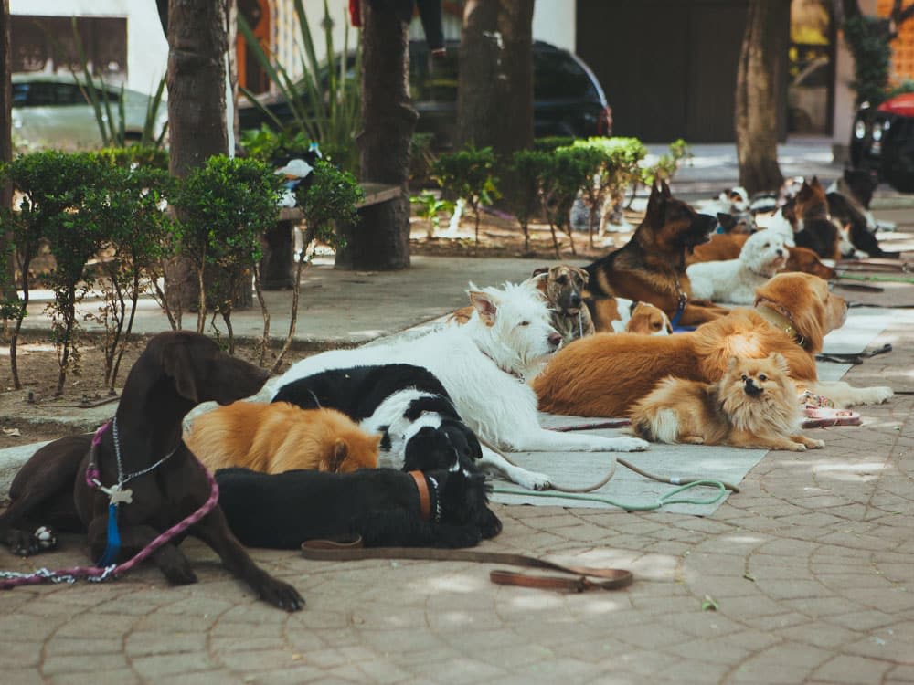 pet friendly destinations mexico