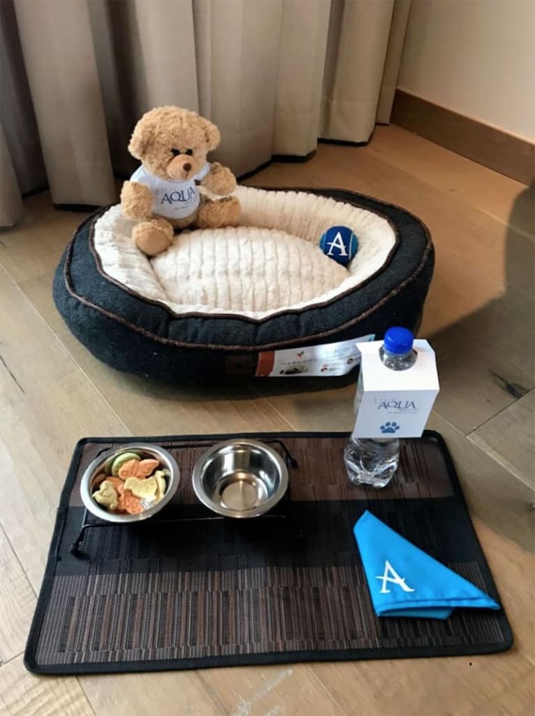 pet friendly destinations in mexico