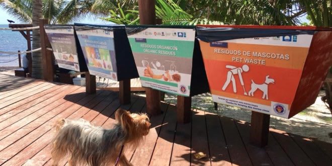 tulum — Pet Friendly Destinations In Mexico