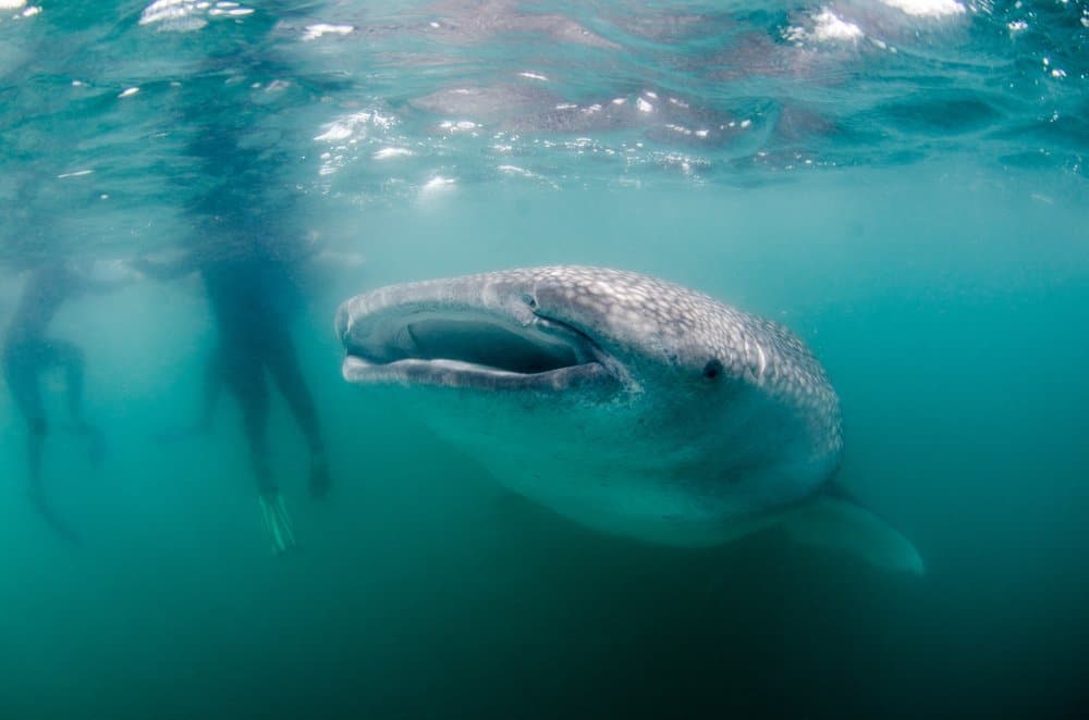 pichilingue la paz baja sur