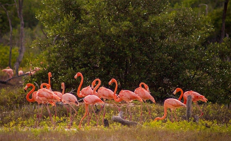 flamingos — Progreso Yucatan